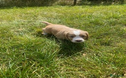 Cocker Spaniel dogs for sale: Golden & Red Working Cocker Spaniel Puppies - Image 36