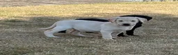 Labrador Retriever dogs for sale: Beautiful Labrador puppies  - Advert 1