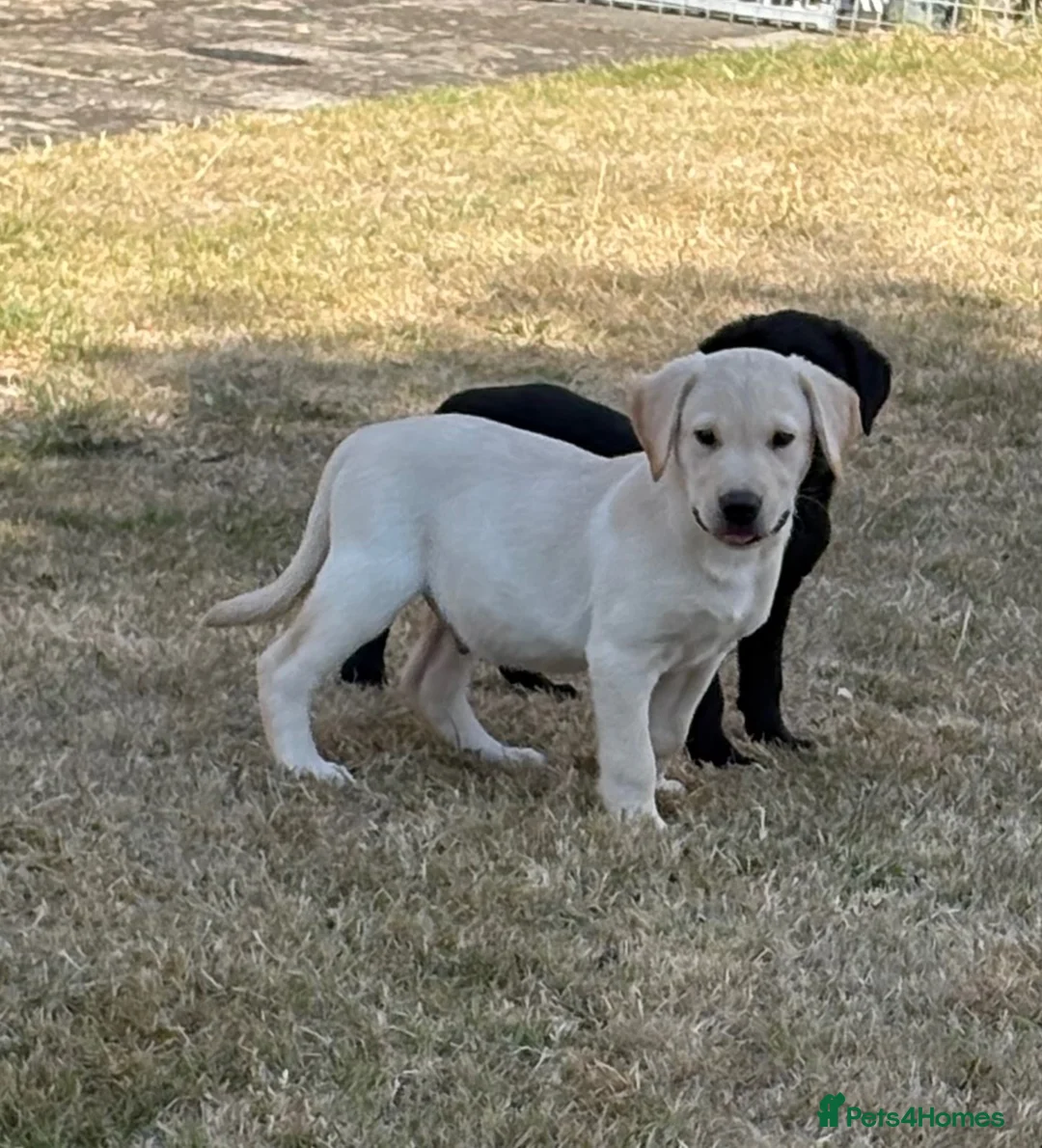 Labrador Retriever dogs for sale: Beautiful Labrador puppies  - Advert 1