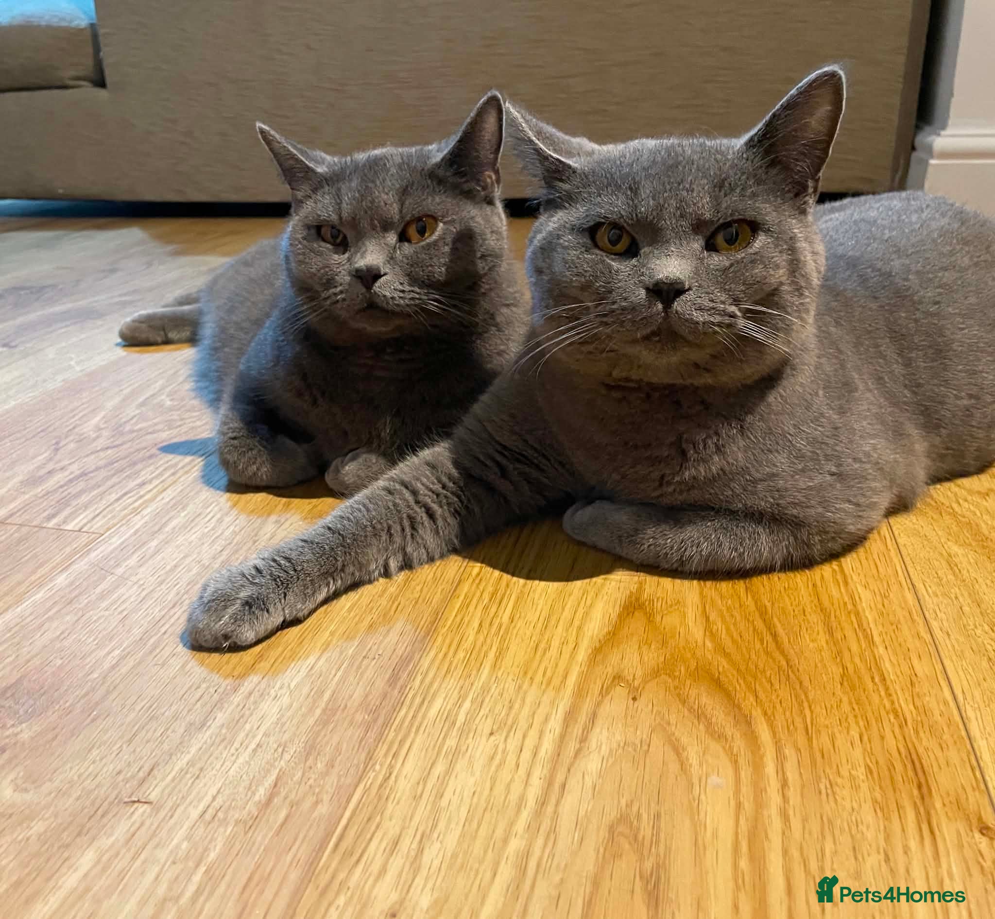 British Shorthair cats 💙 British Shorthair Male & Female 🐾 - Advert 2
