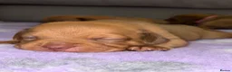 Dogue De Bordeaux dogs for sale: Dogue de bordeux puppies  - Advert 34
