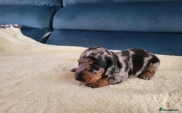 Miniature Dachshund dogs for sale: Miniature dachshund short haired puppies for sale£ - Image 6