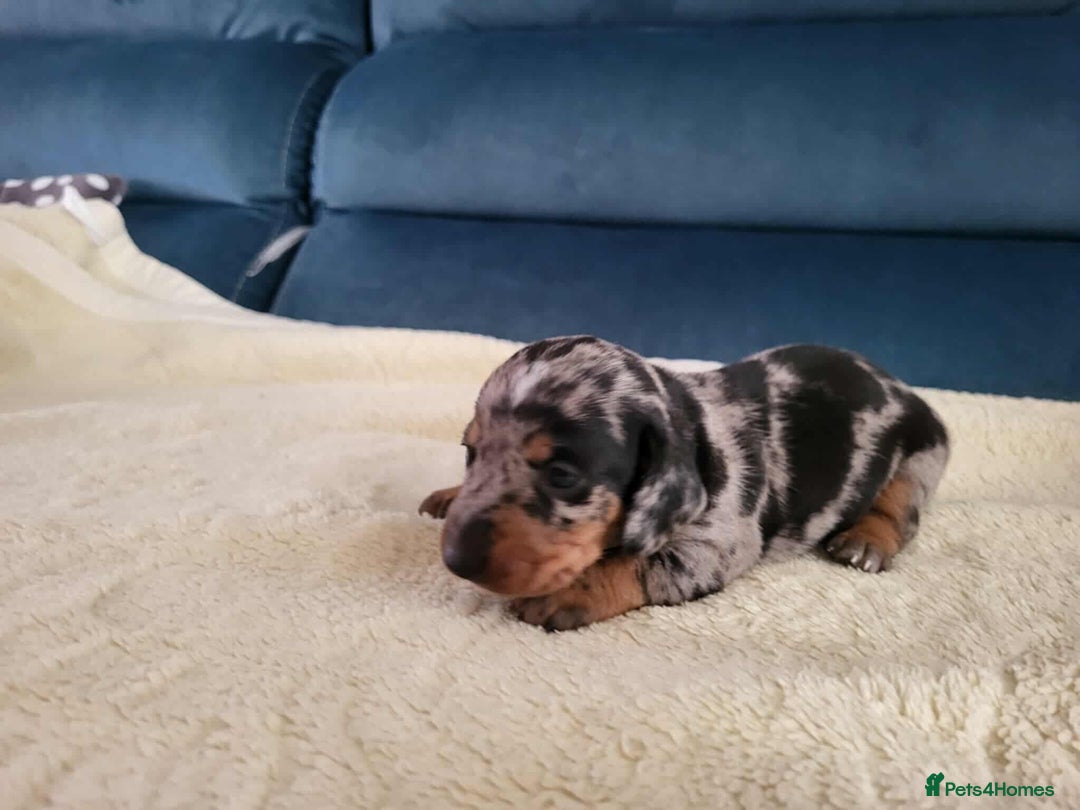 Miniature Dachshund dogs for sale: Miniature dachshund short haired puppies for sale£ - Image 6