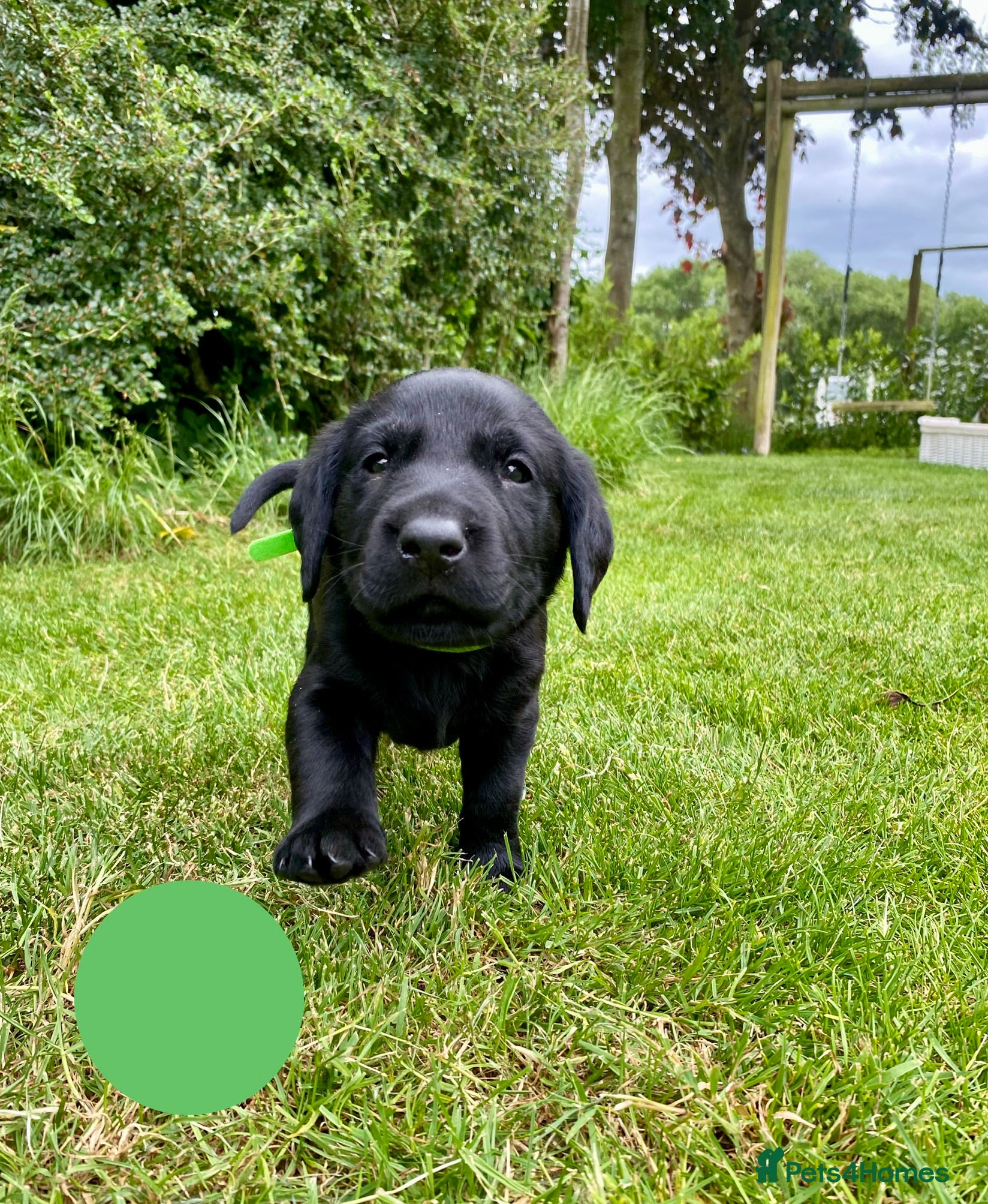 Labrador Retriever dogs KC Registered Labrador Retriever - 2 girls & 1 boy - Advert 2