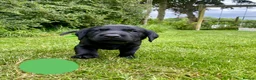 Labrador Retriever dogs for sale: KC Registered Labrador Retriever - 2 girls & 1 boy - Advert 2