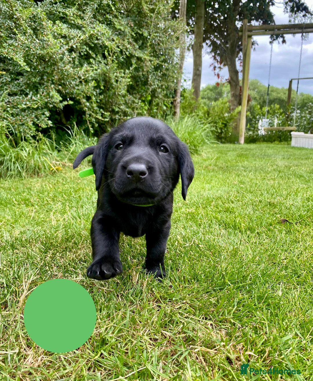 Labrador Retriever dogs for sale: KC Registered Labrador Retriever - 2 girls & 1 boy - Advert 2