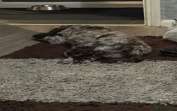 Cockapoo dogs for sale: Stunning F2 Chocolate Merle Cockapoo girl puppy - Image 6