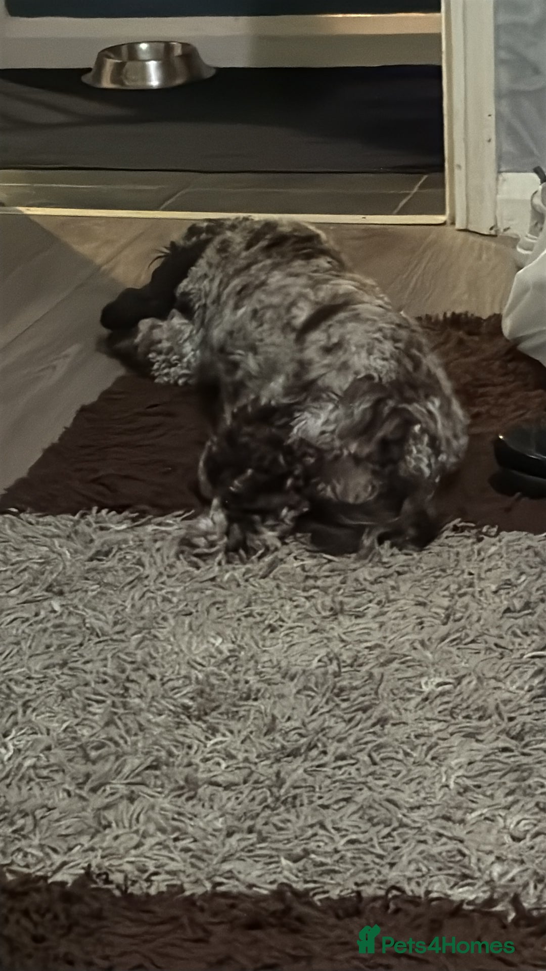 Cockapoo dogs for sale: Stunning F2 Chocolate Merle Cockapoo girl puppy - Image 6