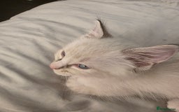 Ragdoll cats for sale: 💙Odin pure ragdoll kitten 💙 - Image 4