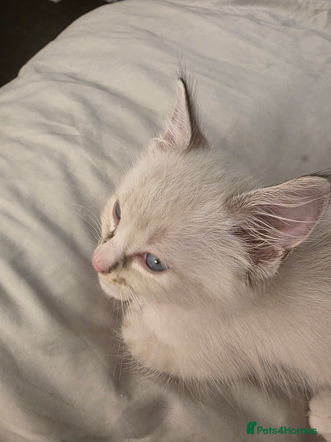 Ragdoll cats for sale: 💙Odin pure ragdoll kitten 💙 - Image 4