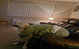 Golden Retriever dogs for stud: Purebred Golden Retriever for Stud - Image 18