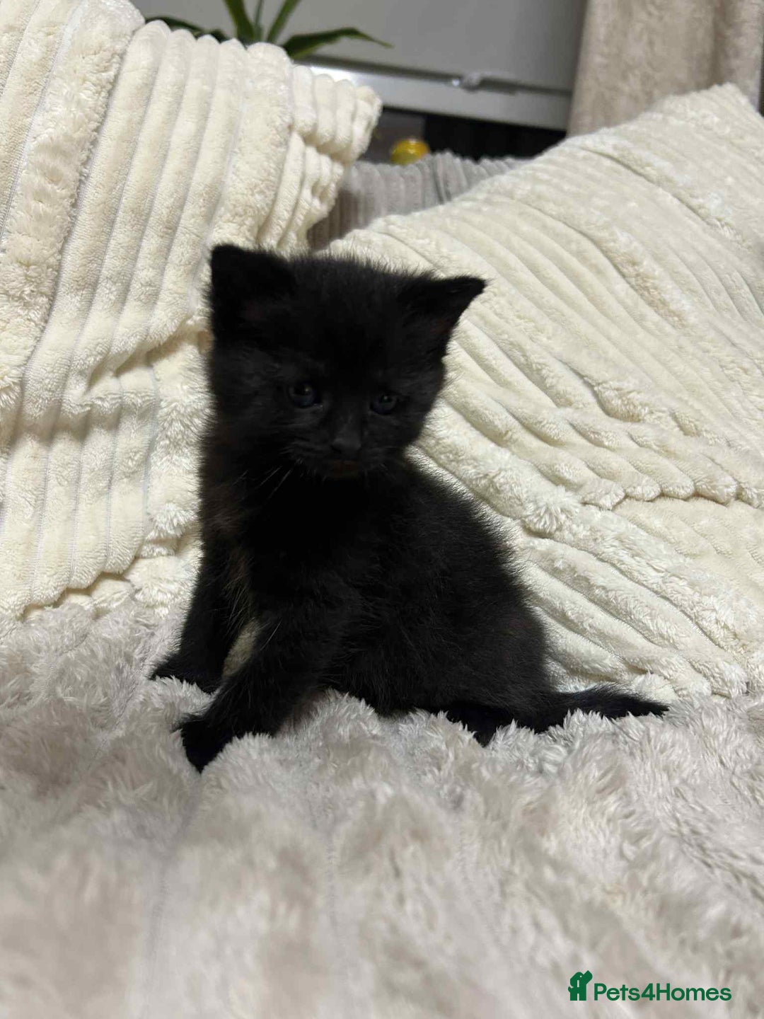 British Longhair cats for sale: Kittens - Advert 3