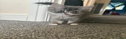 Ragdoll cats for sale: Kitten - Advert 10