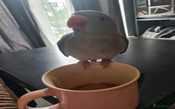 Parrots birds for sale: 5 Month old Handreard female ringneck  - Image 1