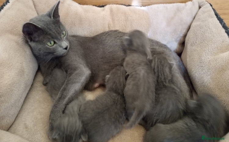 Russian Blue cats - Advert 3