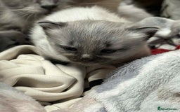 Maine Coon cats for sale: 4 Main Coon cross Ragdoll - Image 4
