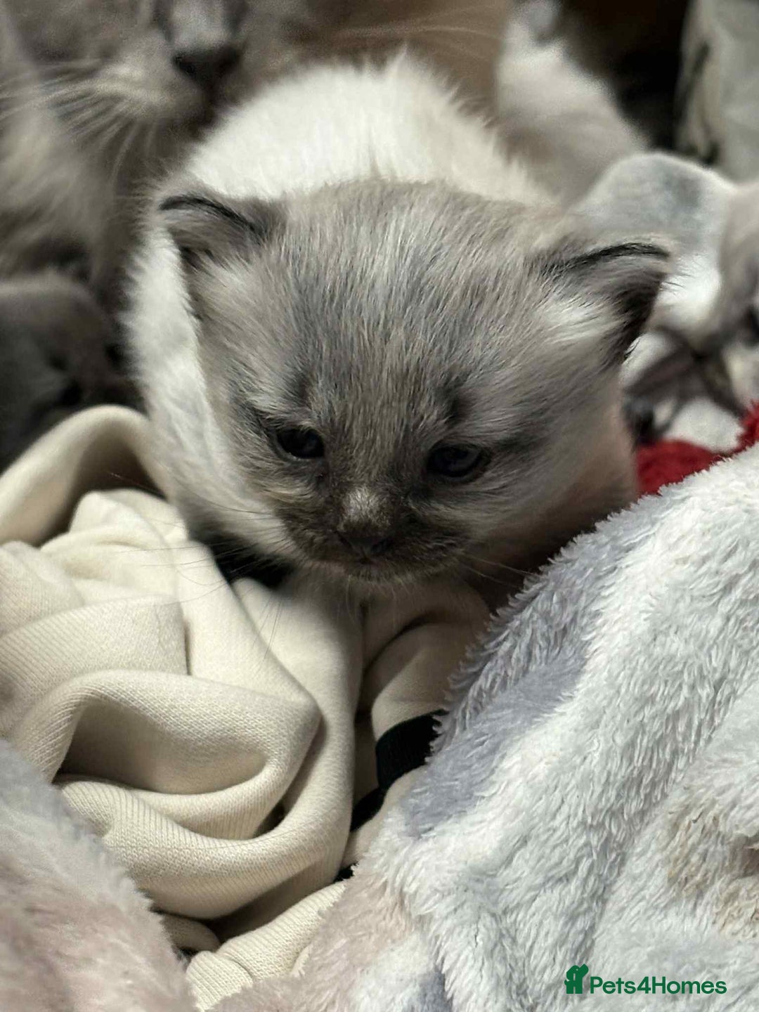 Maine Coon cats for sale: 4 Main Coon cross Ragdoll - Image 4