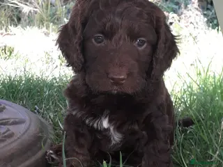 Cockapoo dogs Show cockapoo litter due 1st march - Advert 5