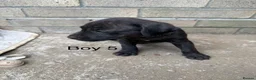 Staffordshire Bull Terrier dogs for sale: 9 Staff puppies - Advert 19