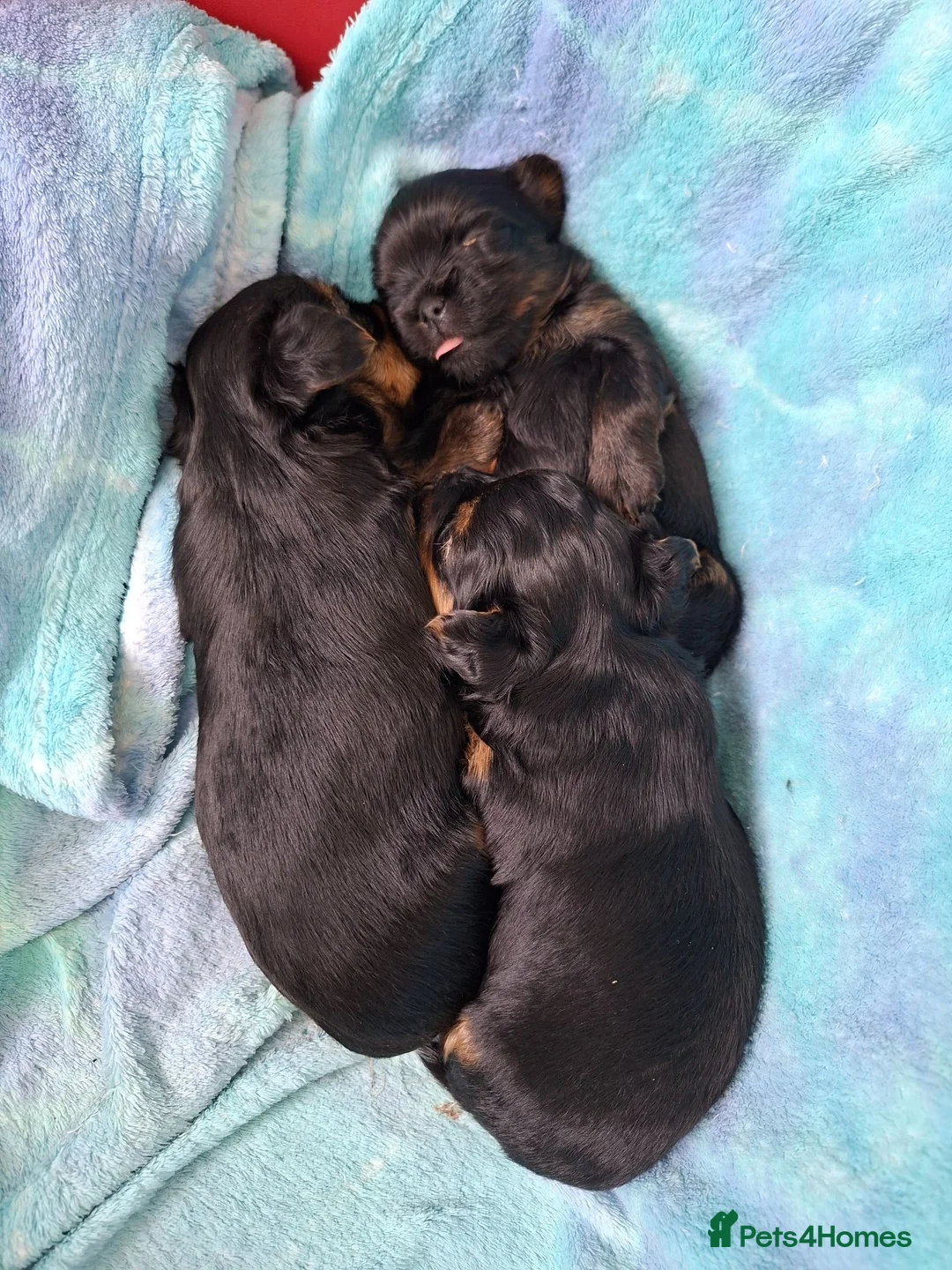 Yorkshire Terrier dogs for sale: Little Yorkshire Terrier Puppies! 2 Boys & 1 Girl. - Advert 2