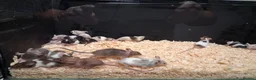 Mouse rodents for sale: Fancy Pet Mice , Females  - Advert 4