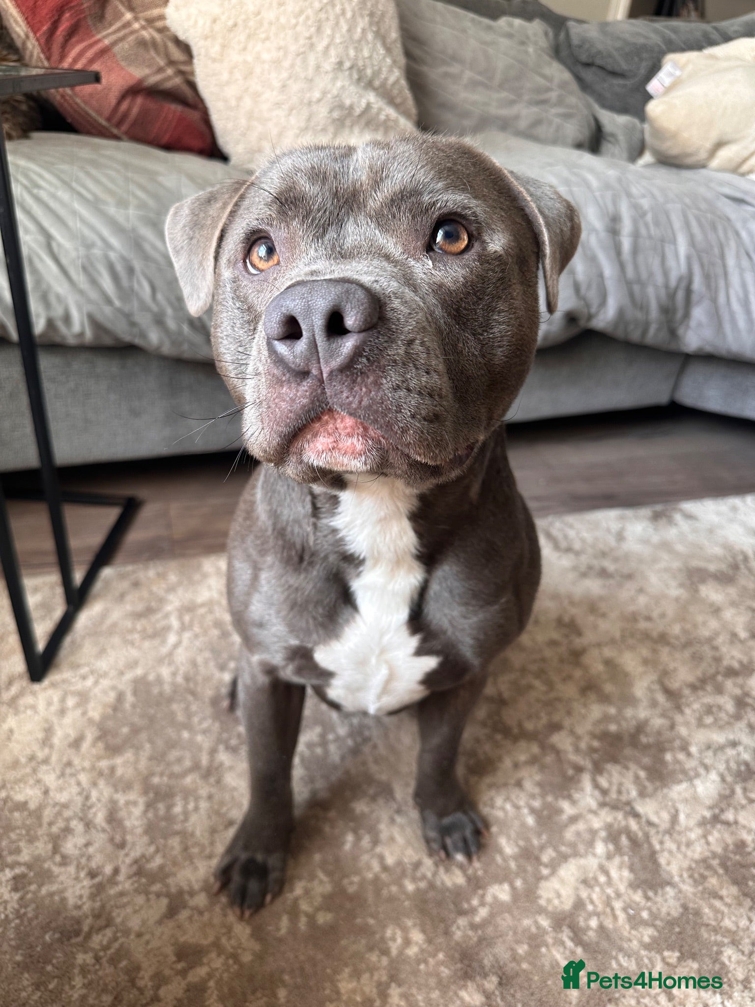 Mixed Breed dogs Male Blue Staffy - Advert 6