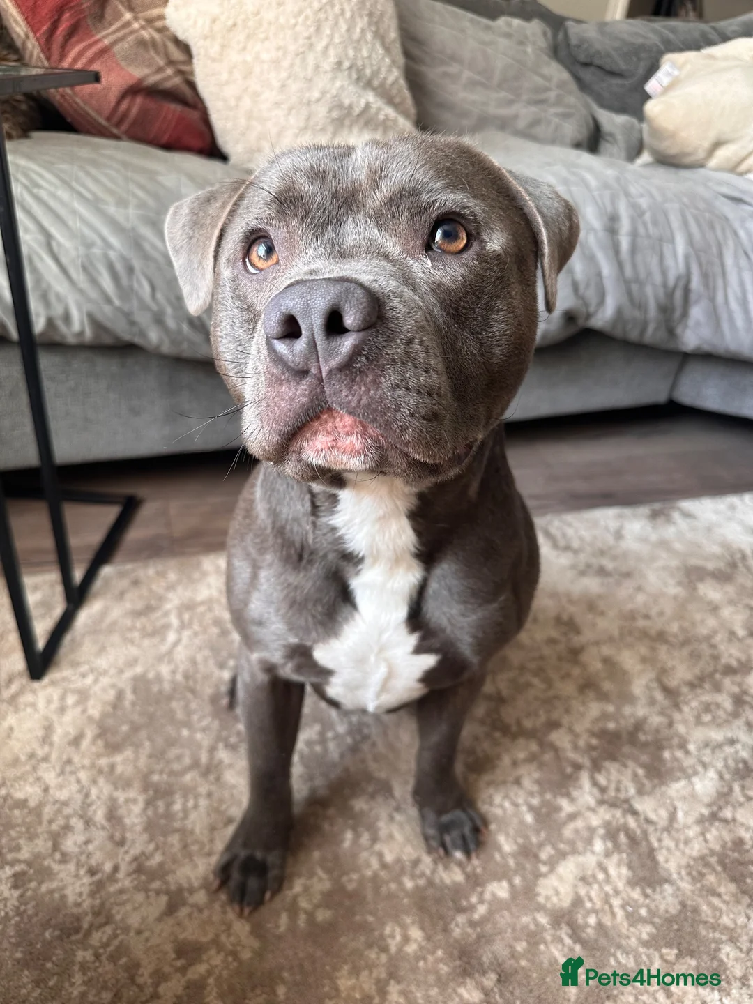Mixed Breed dogs for sale: Male Blue Staffy in Swansea - Advert 1
