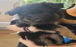 German Shepherd dogs for stud: German shepherd for stud  in Bexhill-on-Sea - Image 14
