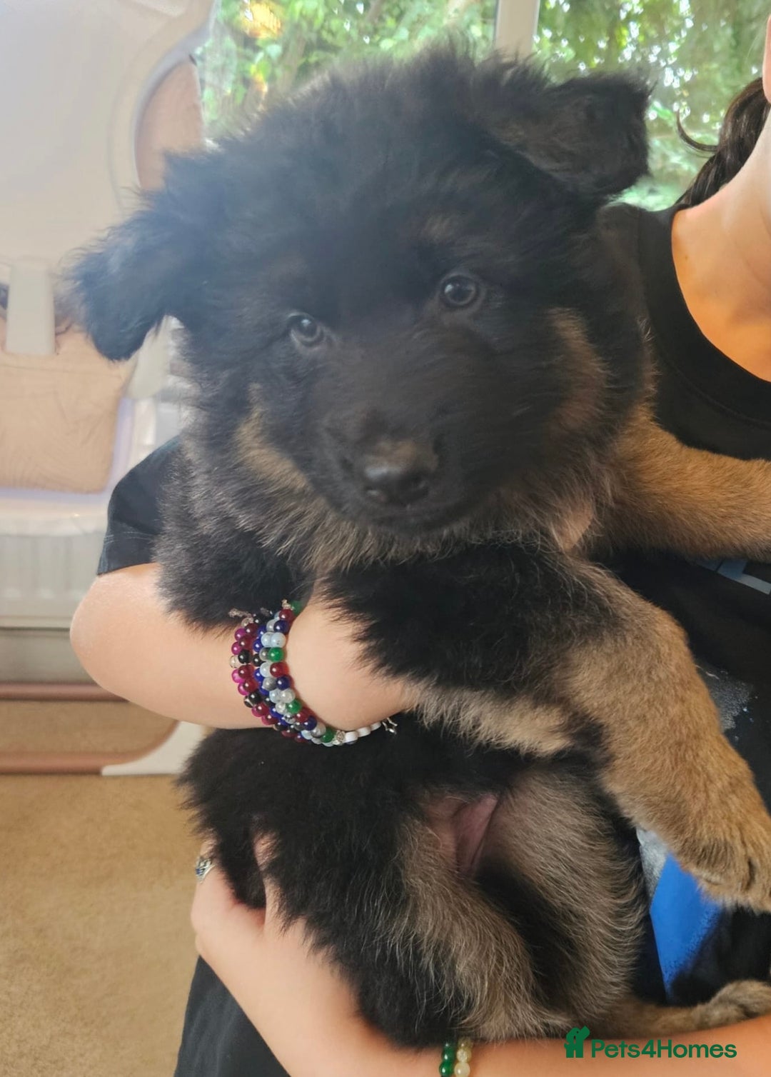 German Shepherd dogs for stud: German shepherd for stud  in Bexhill-on-Sea - Image 14