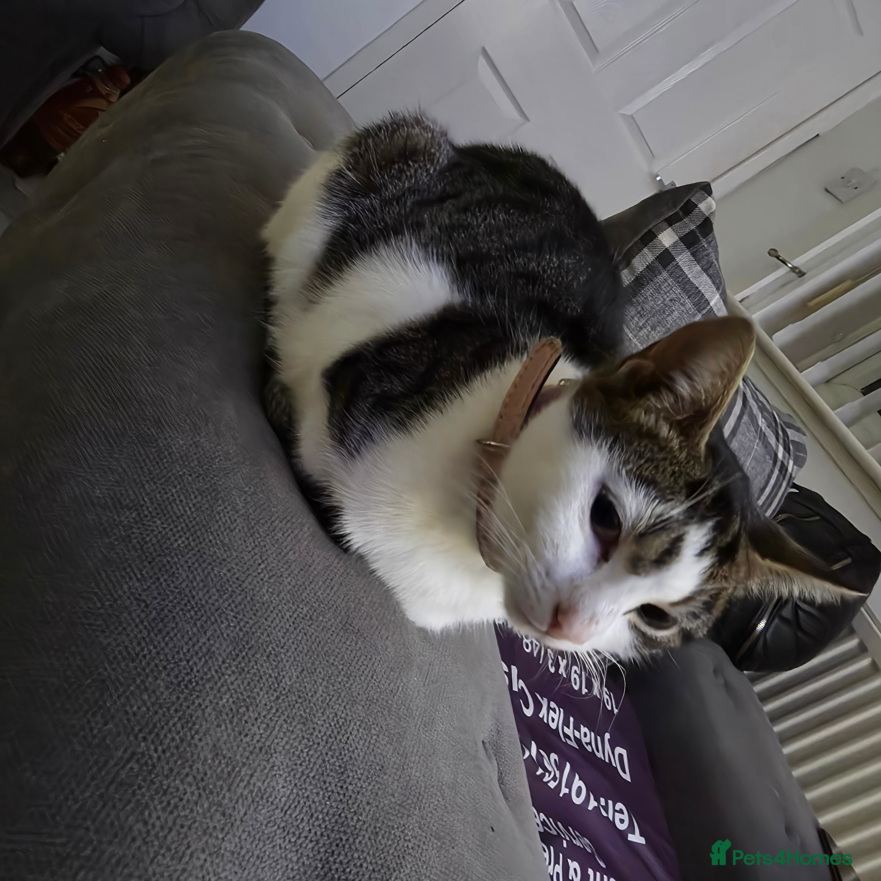 Mixed Breed cats Kitten - Advert 2