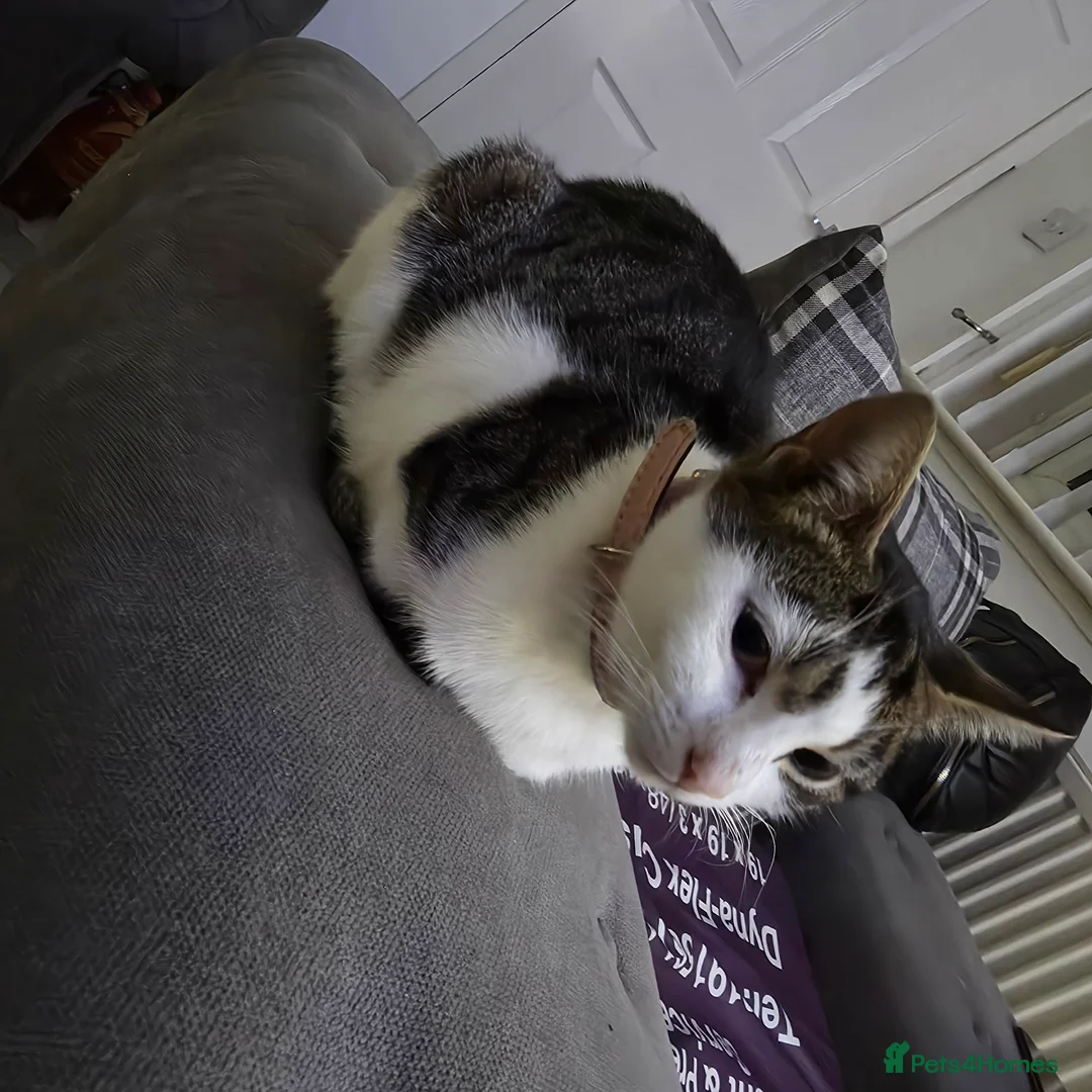 Mixed Breed cats for sale: Kitten - Advert 1