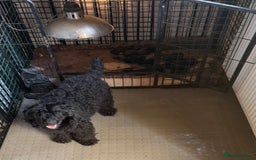 Toy Poodle dogs for sale: Pedigree Toy Poodle puppies, DNA tested parents - Image 35