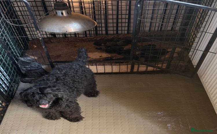 Toy Poodle dogs - Advert 4