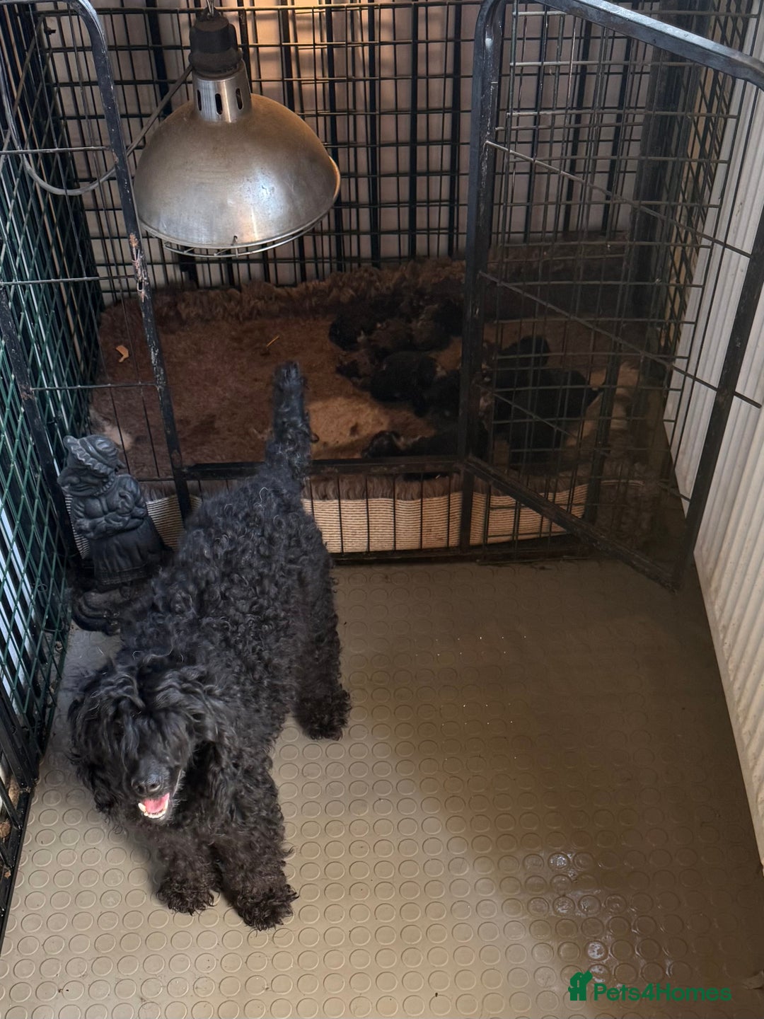 Toy Poodle dogs for sale: Pedigree Toy Poodle puppies, DNA tested parents - Image 35