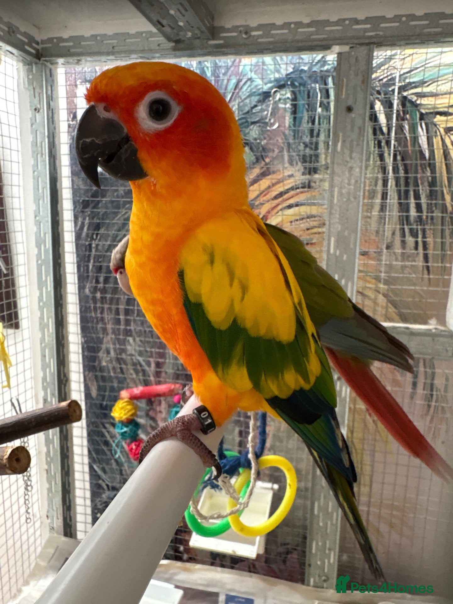 Conures birds Sun conure - Advert 1