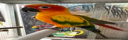 Conures birds for sale: Sun conure - Advert 1
