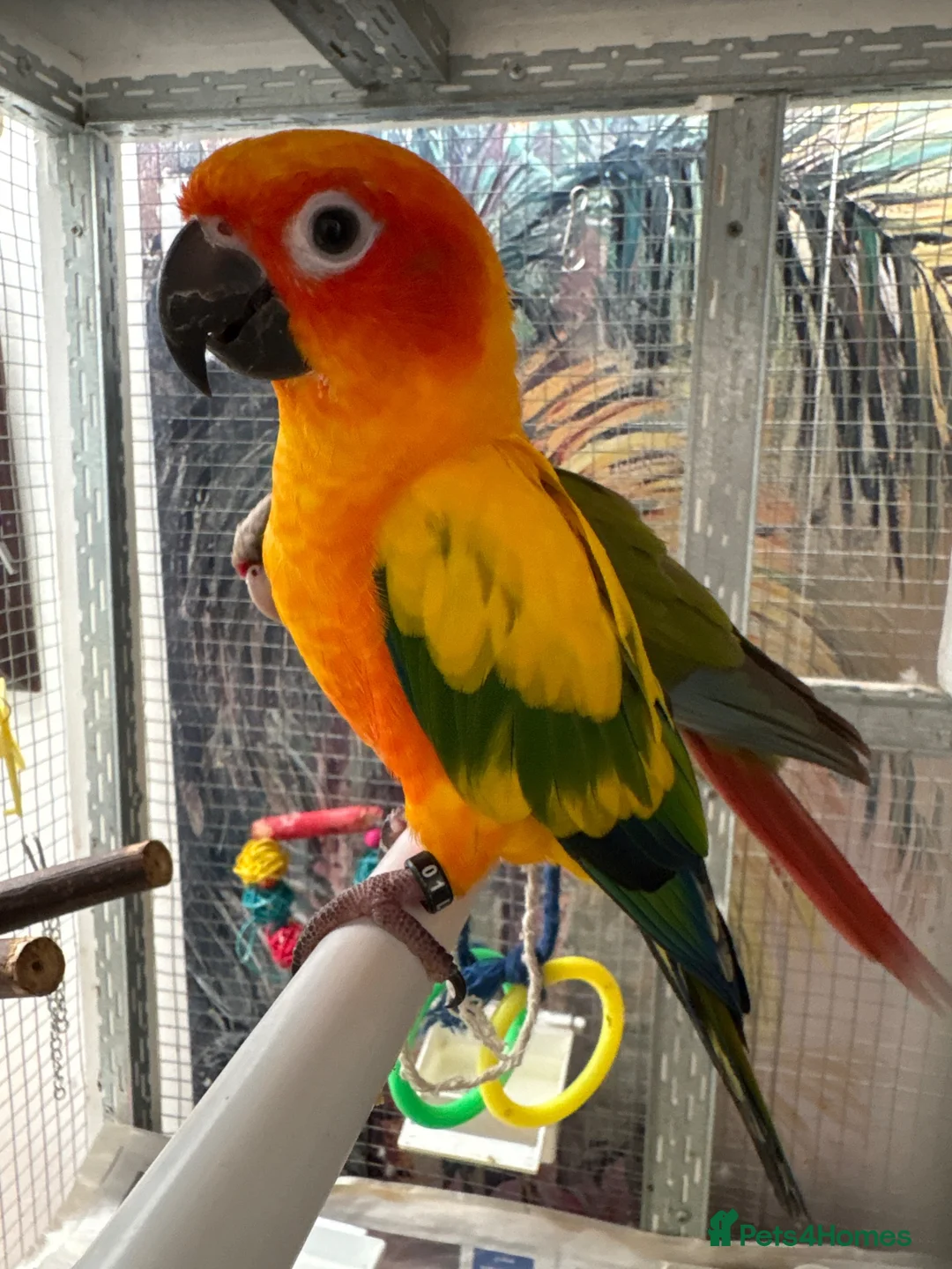 Conures birds for sale: Sun conure - Advert 1