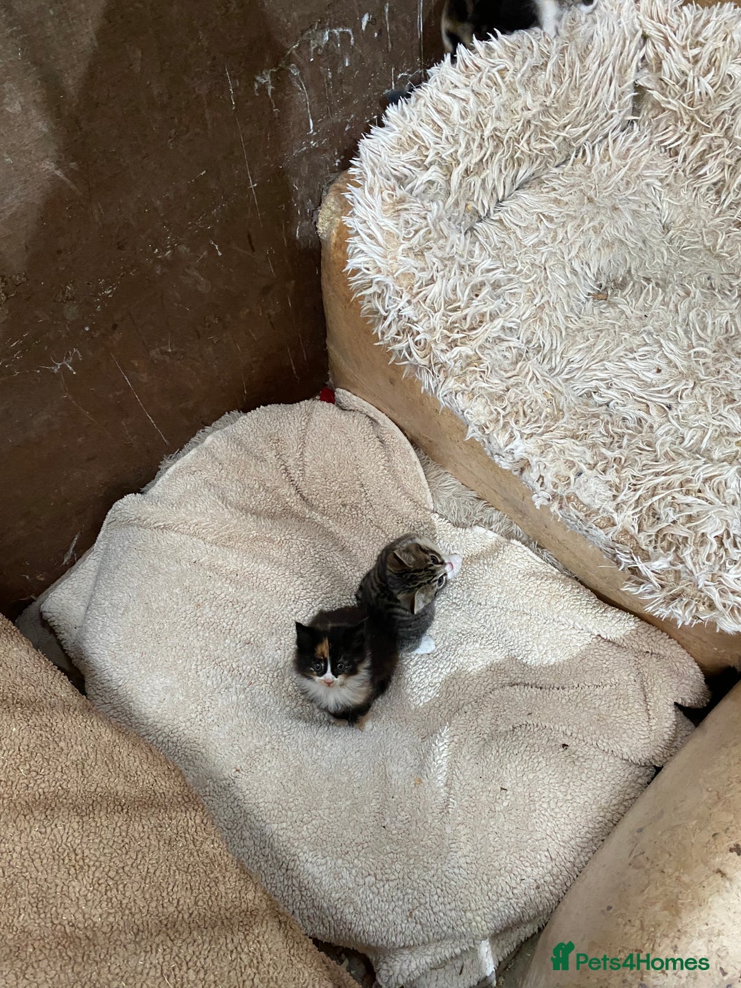 Mixed Breed cats for sale: Beautiful Kittens - Advert 8