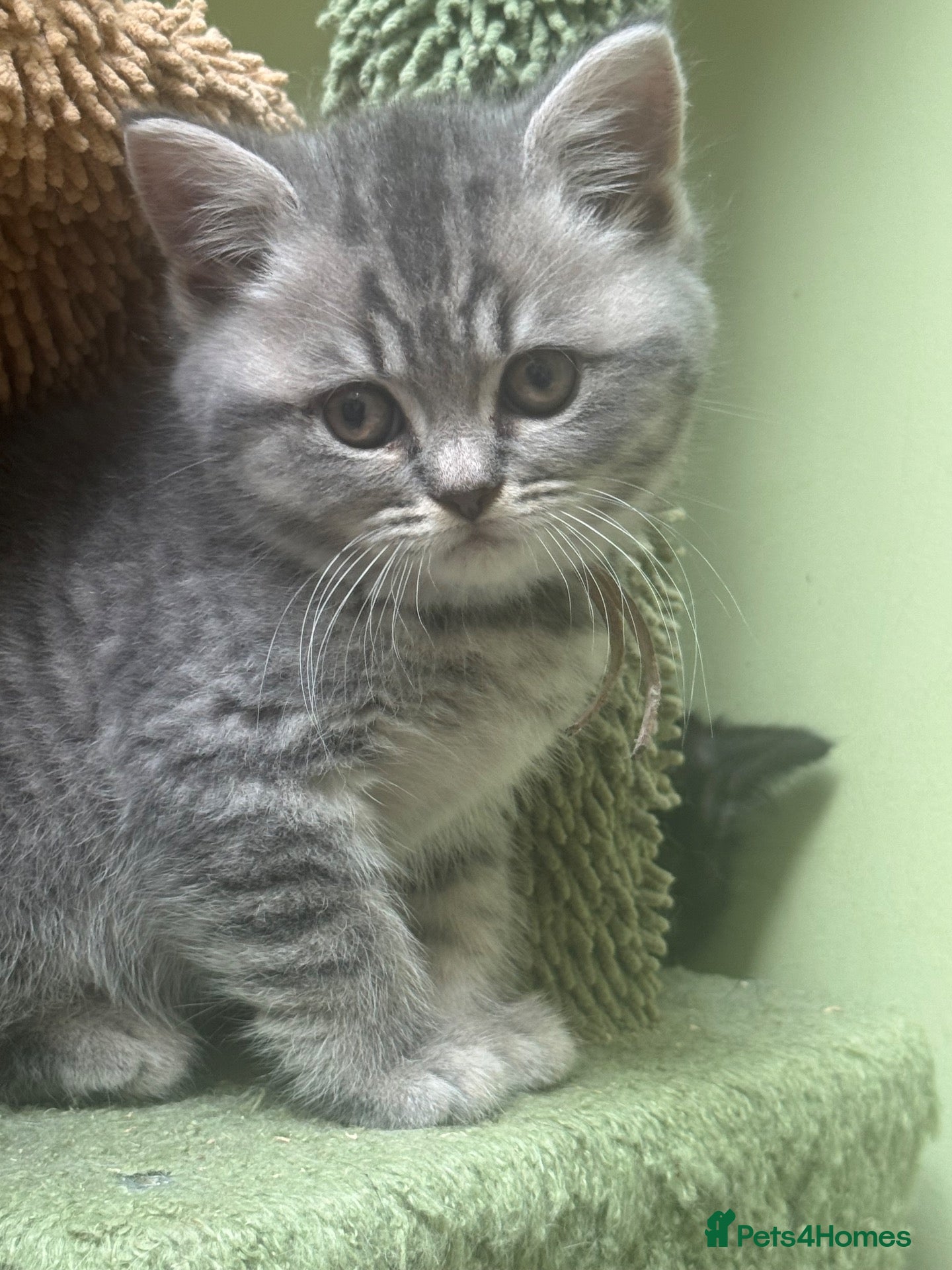 British Shorthair cats British short hair/ Scottish striaghts - Advert 2
