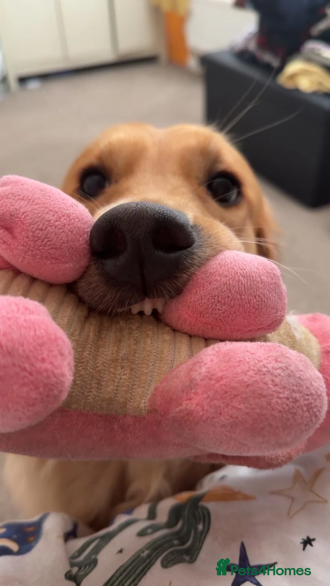 Golden Retriever dogs for sale: Female 2 year old golden retriever  - Advert 11