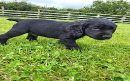 Cocker Spaniel dogs for sale: Cocker Spaniel - Image 2