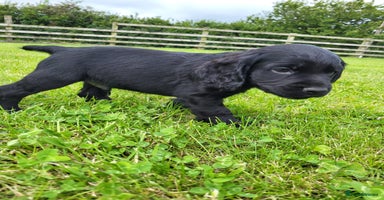 Cocker Spaniel dogs - Advert 10