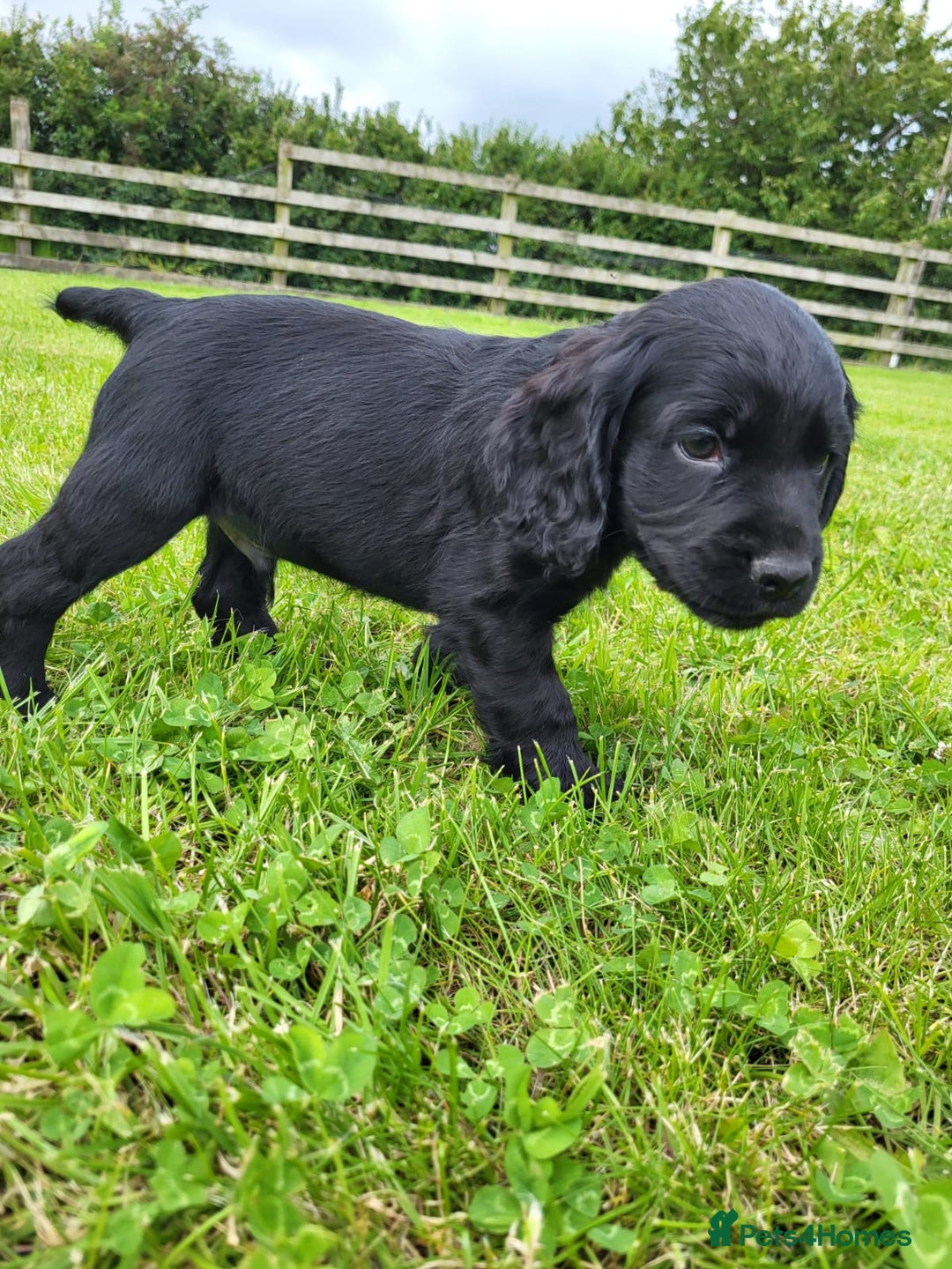 Cocker Spaniel dogs for sale: Cocker Spaniel - Image 2