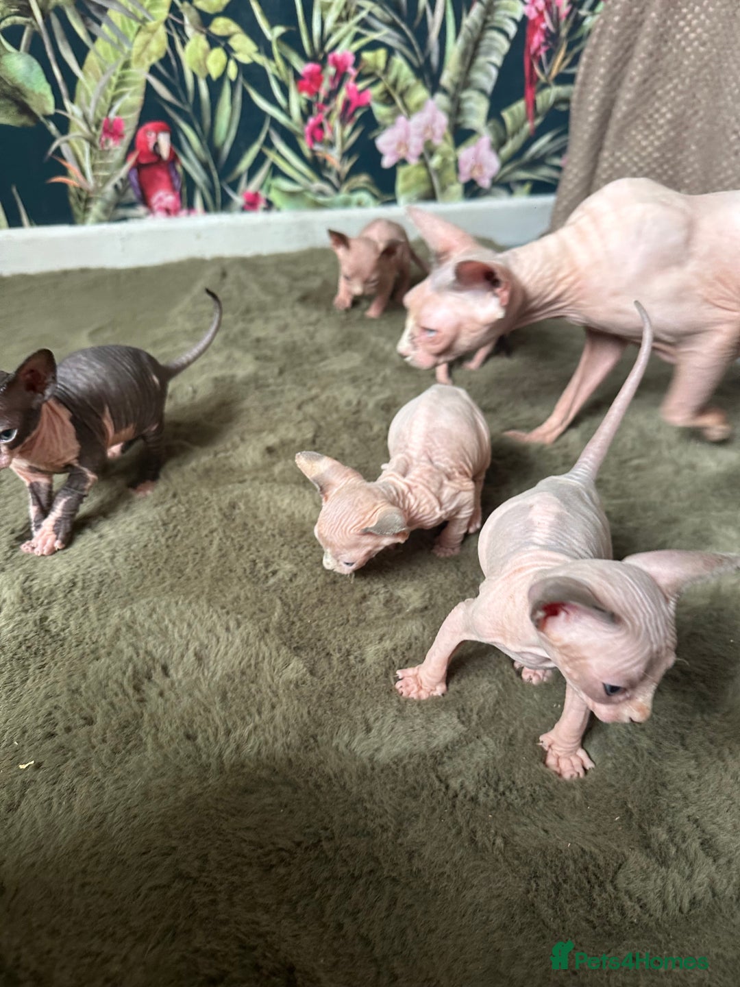 Sphynx cats for sale: 🐾 2 Adorable Male Sphynx Kittens 🐾 - Image 5