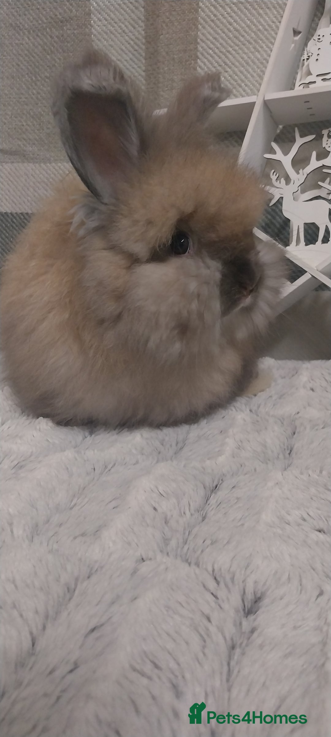 Angora rabbits for sale: Beautiful Angora boys  - Advert 5
