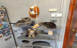 Mixed Breed cats for sale: Beautifully kittens ready for new home - Image 6