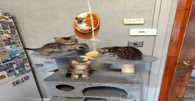 Mixed Breed cats - Advert 12