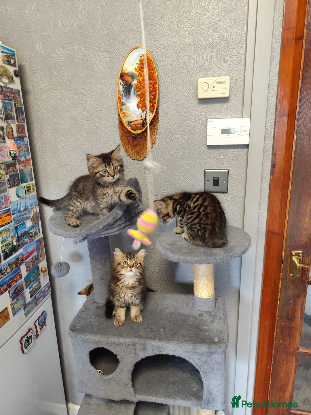 Mixed Breed cats for sale: Beautifully kittens ready for new home - Image 6