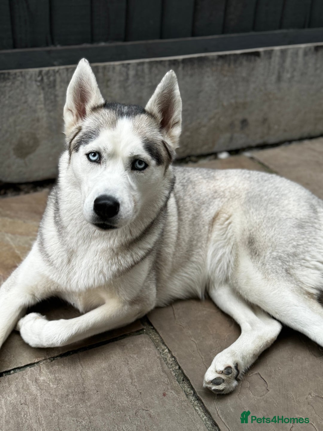 Siberian Husky dogs for sale: KC REGISTERED SIBERIAN HUSKYS MOM/DAD CAN BE SEEN - Advert 9