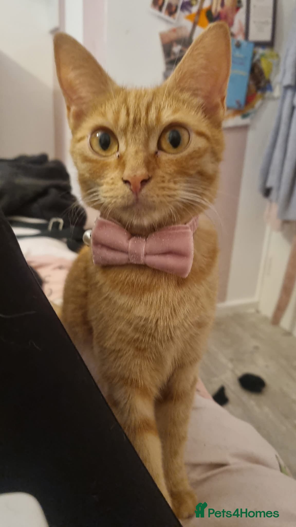 Domestic Shorthair cats Full ginger female  - Advert 3